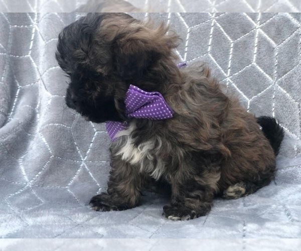 Medium Photo #5 Shih-Poo Puppy For Sale in LAKELAND, FL, USA