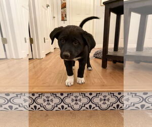 Scottish Collisky Dogs for adoption in Littleton, CO, USA