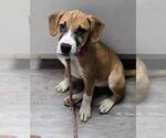 Small #1 Boxer Mix