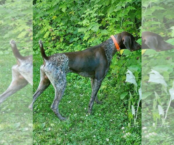 Medium Photo #4 German Shorthaired Pointer Puppy For Sale in PRINCETON, IA, USA
