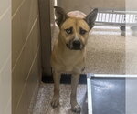 FLORA - Female Siberian Husky-Unknown Mix Dog for Adoption - Small photo