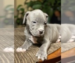 Small Photo #6 American Bully Puppy For Sale in PHILA, PA, USA