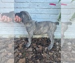 Small Photo #6 Cane Corso Puppy For Sale in PALOS HEIGHTS, IL, USA