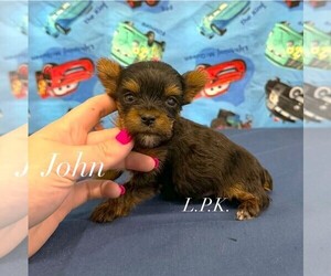 Yorkshire Terrier Puppy for sale in WINNSBORO, LA, USA