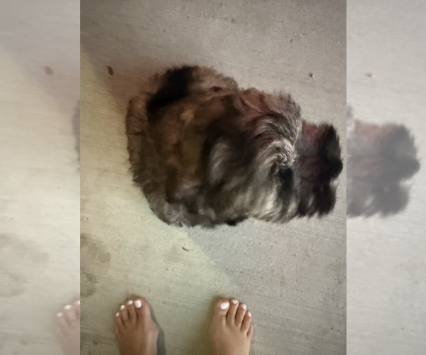 Medium Photo #11 Schnauzer (Miniature) Puppy For Sale in COLUMBUS, IN, USA