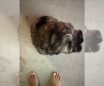 Small Photo #11 Schnauzer (Miniature) Puppy For Sale in COLUMBUS, IN, USA