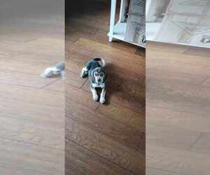 Beagle Puppy for sale in COCOA, FL, USA