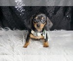 Small #3 Dachshund