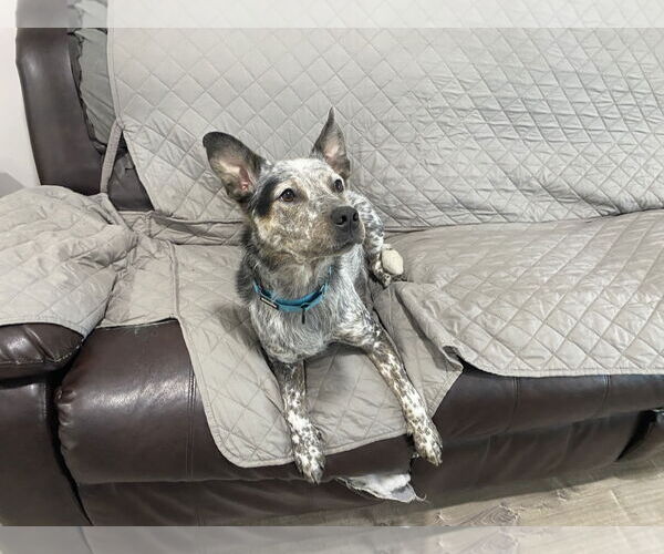 Medium Photo #1 Mutt Puppy For Sale in Garden City, NY, USA