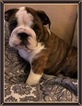 Small Photo #2 English Bulldogge Puppy For Sale in LELAND, NC, USA