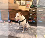 Small #1 Mutt