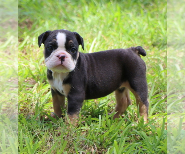 Medium Photo #1 Bulldog Puppy For Sale in WINNSBORO, TX, USA