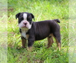 Puppy 1 Bulldog