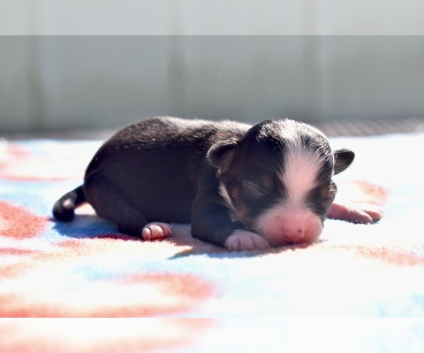 Medium Photo #3 Miniature Australian Shepherd Puppy For Sale in PALM COAST, FL, USA