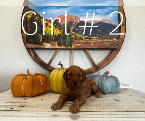 Medium Photo #3 Goldendoodle Puppy For Sale in MONTROSE, CO, USA