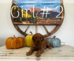 Small Photo #3 Goldendoodle Puppy For Sale in MONTROSE, CO, USA