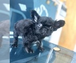 Small Photo #4 French Bulldog Puppy For Sale in CORONA, CA, USA