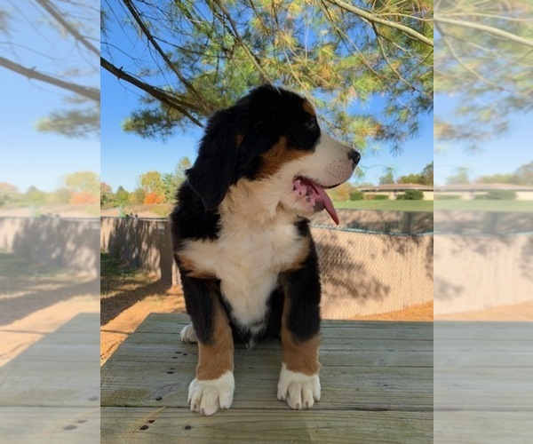 Medium Photo #4 Bernese Mountain Dog Puppy For Sale in ENON, OH, USA