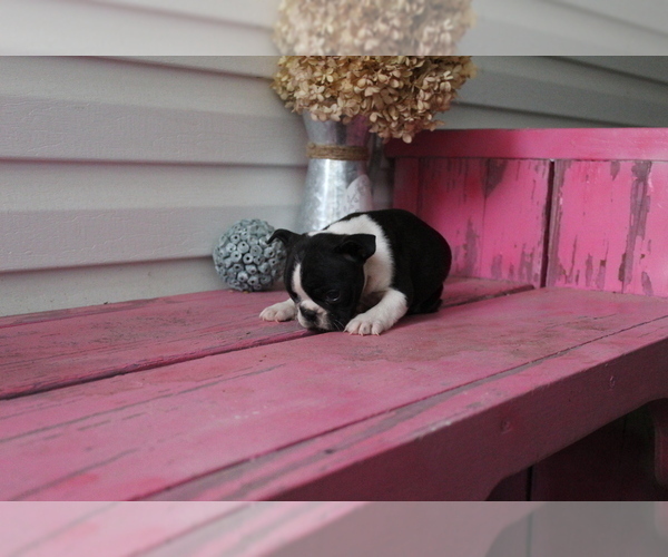 Medium Photo #5 Faux Frenchbo Bulldog Puppy For Sale in SEARS, MI, USA