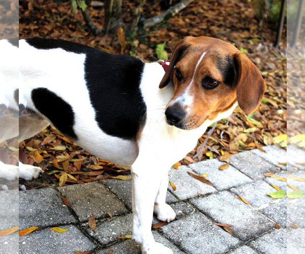 Medium Photo #4 Beagle Puppy For Sale in Dunnellon, FL, USA