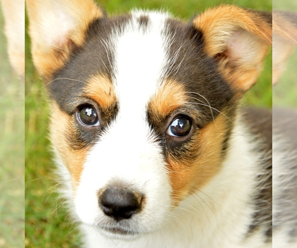 Medium Photo #1 Pembroke Welsh Corgi Puppy For Sale in CHAMBERSBURG, PA, USA