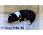 Small Photo #4 Border Collie Puppy For Sale in MOSIER, OR, USA
