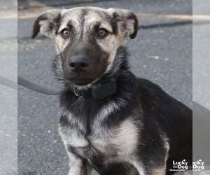 Flynn - Male Retriever -Unknown Mix Dog for Adoption - Photo #9