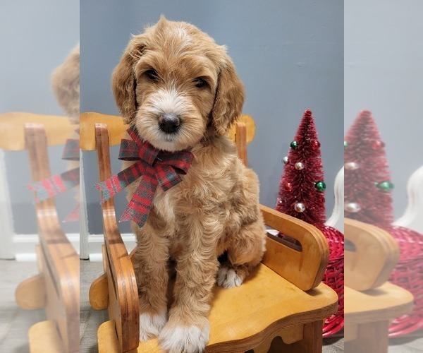 Full screen Photo #1 Goldendoodle Puppy For Sale in KANSAS CITY, MO, USA