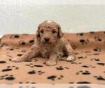 Small #1 Maltipoo