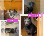 Small Photo #1 Australian Cattle Dog Puppy For Sale in Barrie, Ontario, Canada