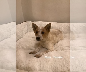 American Eskimo Dog-Australian Cattle Dog Mix Puppy for sale in HILLSBORO, WI, USA