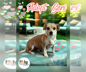 Chihuahua Dogs for adoption in Menifee, CA, USA