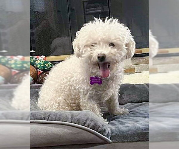 Medium Photo #4 Poochon Puppy For Sale in Corona, CA, USA