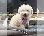 Small #3 Poochon
