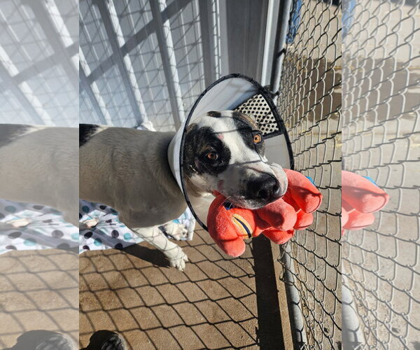 Medium Photo #7 Boxer-Unknown Mix Puppy For Sale in Monte Vista, CO, USA