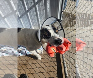 Kookie (Starla) - Female Boxer-Unknown Mix Dog for Adoption - Photo #7