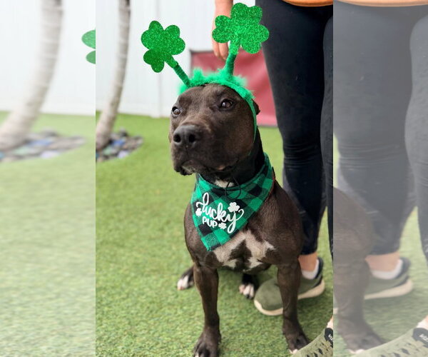 Medium Photo #4 Mutt Puppy For Sale in Pompano Beach , FL, USA