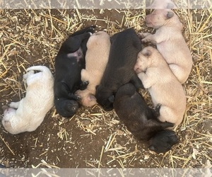Goldendoodle-Pyrenean Shepherd Mix Litter for sale in SAPULPA, OK, USA