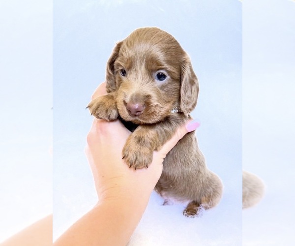 Medium Photo #1 Dachshund Puppy For Sale in DAVIS, CA, USA