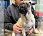 Small #3 Pug