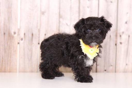 Medium Photo #1 YorkiePoo Puppy For Sale in MOUNT VERNON, OH, USA