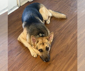 German Shepherd Dog Dogs for adoption in Rocky Point, NC, USA