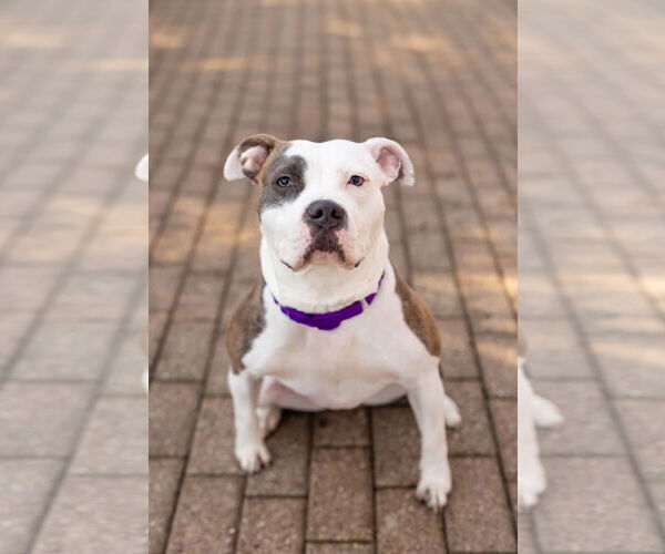 Medium Photo #4 Mutt Puppy For Sale in Crete, IL, USA