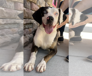 Catahoula Leopard Dog-Unknown Mix Dogs for adoption in Thomasville, NC, USA