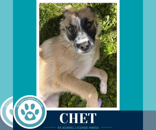 Medium Photo #4 Anatolian Shepherd-Unknown Mix Puppy For Sale in Kimberton, PA, USA
