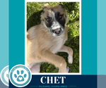 Small #3 Anatolian Shepherd Mix