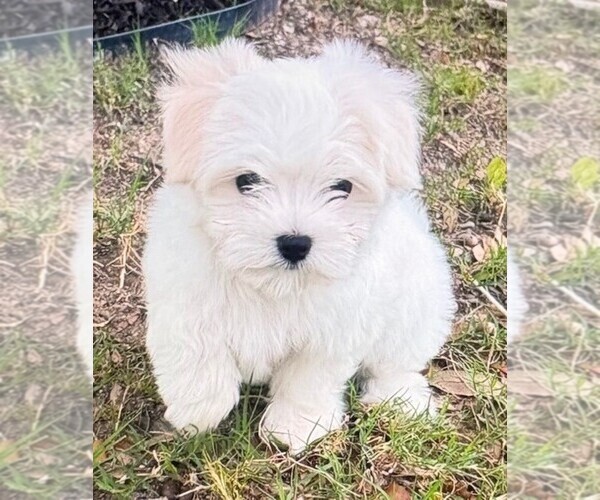 Medium Photo #5 Maltese Puppy For Sale in DELTONA, FL, USA