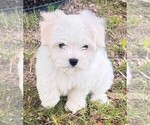 Small #4 Maltese