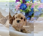 Small Photo #3 Goldendoodle (Miniature) Puppy For Sale in REED CITY, MI, USA