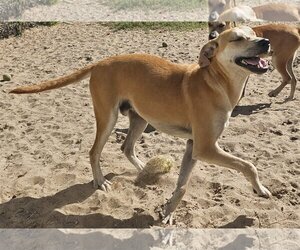Carolina Dog-Unknown Mix Dogs for adoption in Melrose, FL, USA